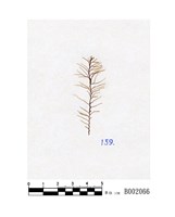 藏品(東亞指葉蘚)的圖片